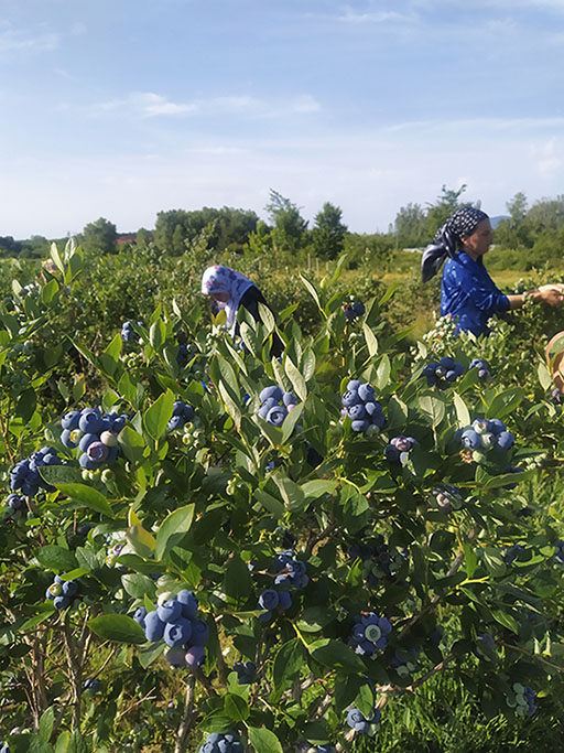 Blueberry Farm